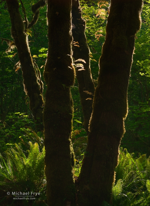 Big-leaf maple trunks with ferns and moss, Northern California, USA