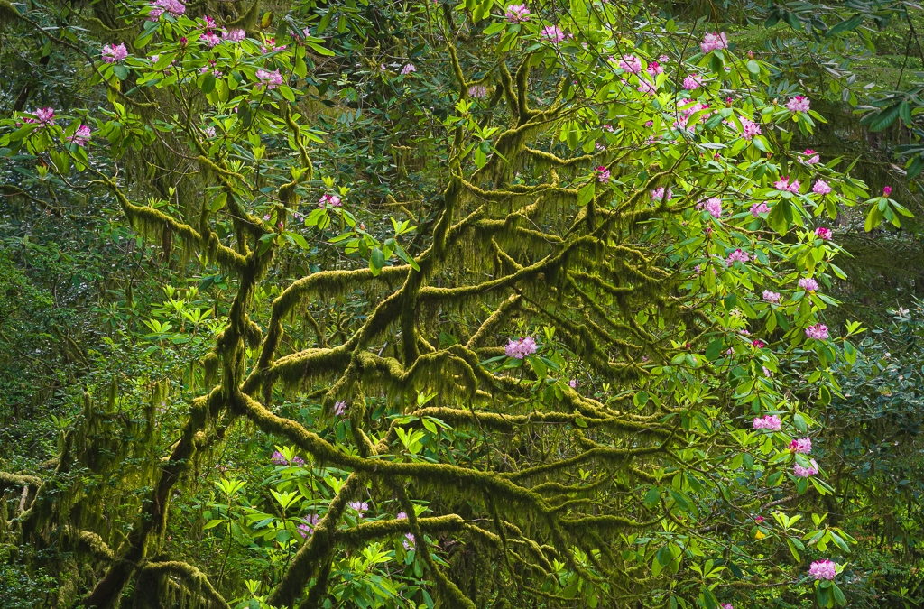 Simplifying Forest Scenes