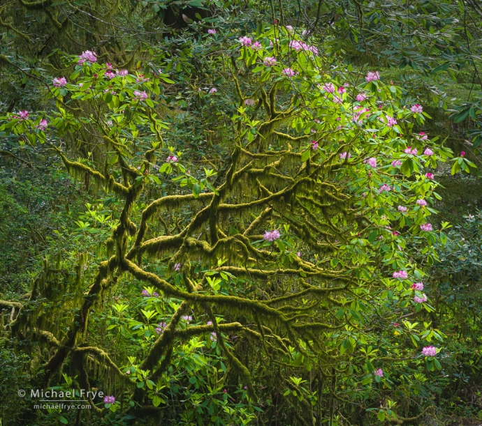 Lichen-covered rhododendron, northern California, USA