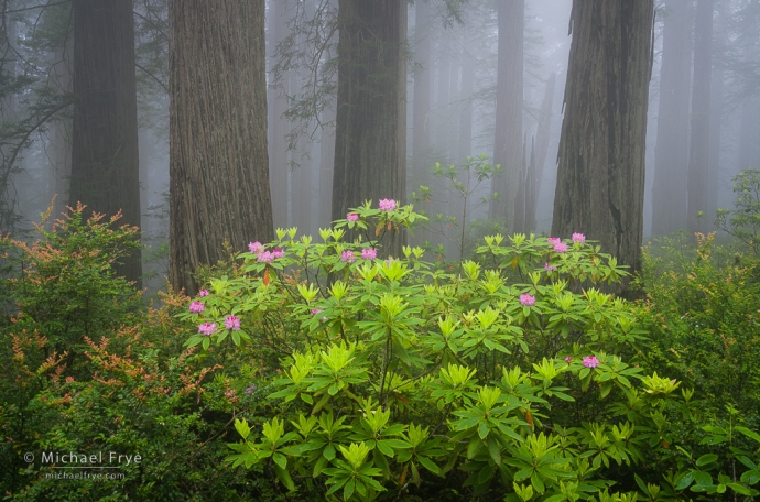 Redwoods and rhododendrons in fog, northern California, USA