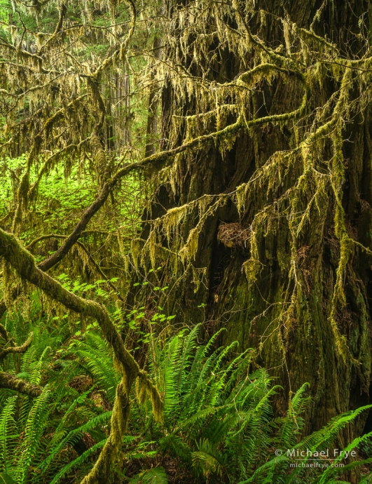 Ferns and lichens in a redwood forest, northern California, USA