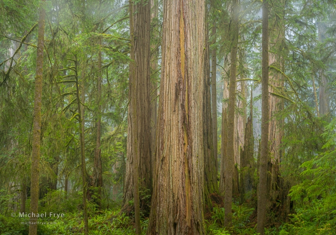 Redwoods in fog, northern California, USA