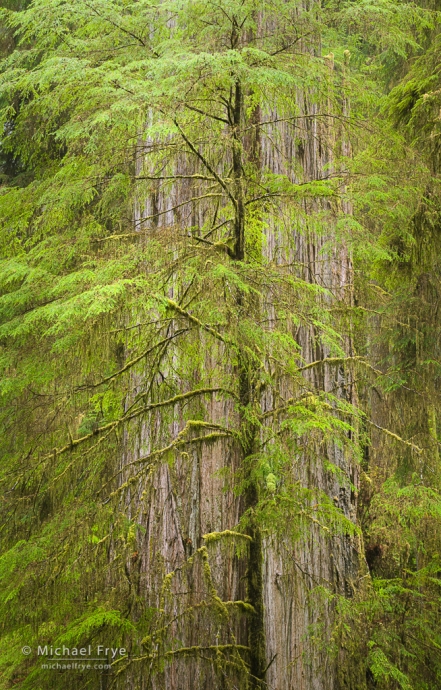 Yound and old redwoods, northern California, USA