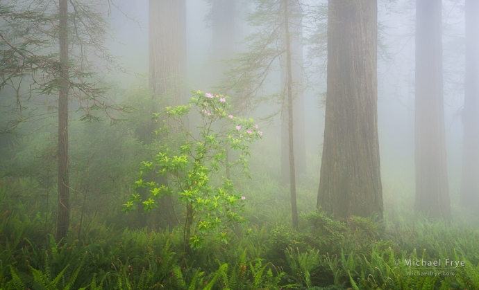 Redwoods and rhododendrons in fog, northern California, USA