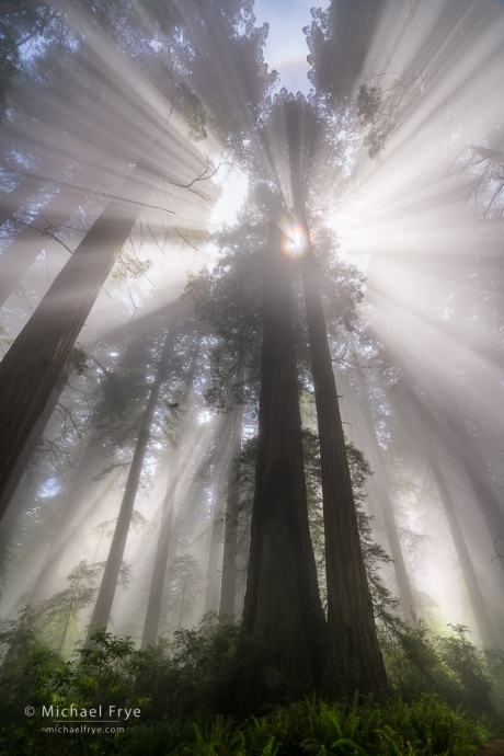 Fog and sunbeans in a redwood forest, northern California, USA