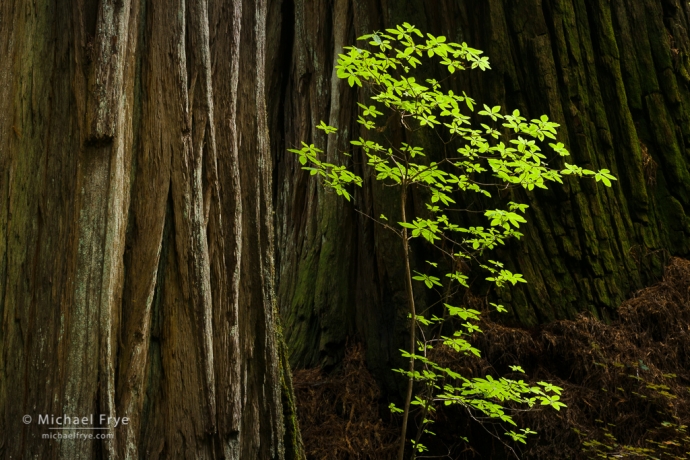 Mock azalea against a redwood trunk, northern California, USA