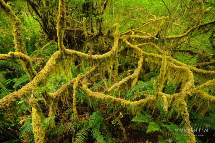 Lichen-covered maple branches in a redwood forest, northern California, USA
