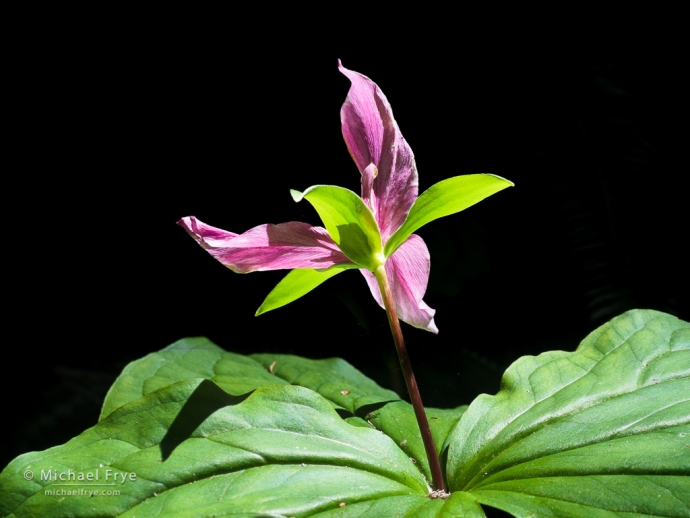 Trillium flower, northern California, USA