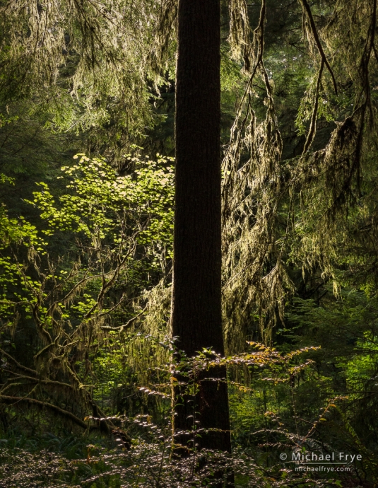 Young redwood, northern California, USA