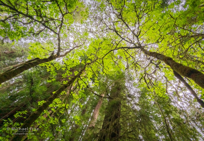 Maples and redwoods, northern California coast, USA