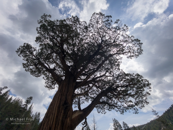 Juniper and clouds, Sierra Nevada, CA, USA