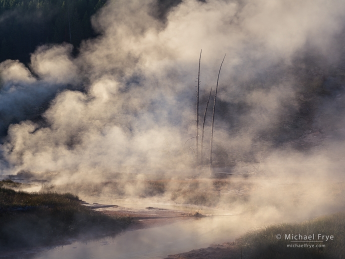 Tree snags in a geyser basin, Yellowstone NP, WY, USA