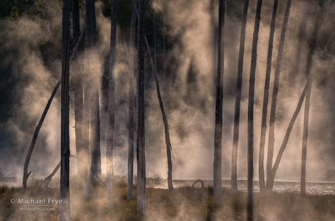Nebel und Bäume, Yellowstone NP, WY;, USA