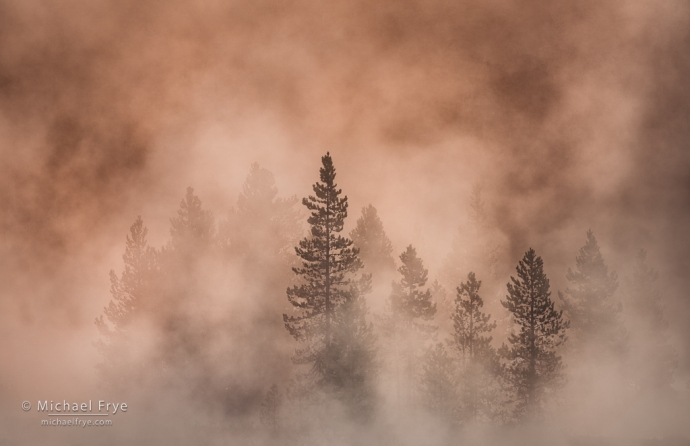 Bäume und Nebel bei Sonnenaufgang, Yellowstone NP, WY, USA