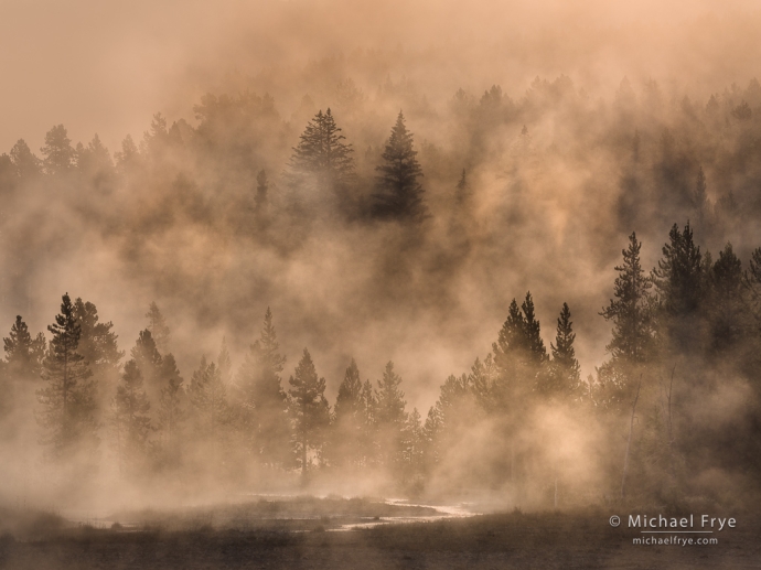 Trees, mist, and stream in a thermal area, Yellowstone NP, WY, USA
