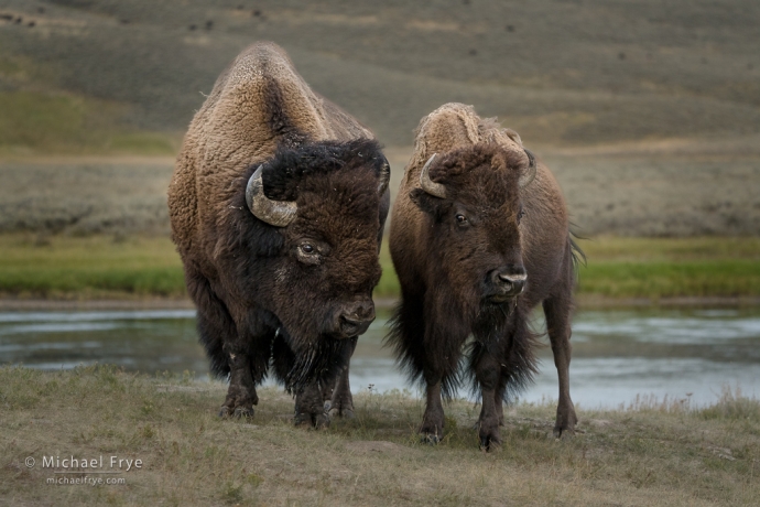 The happy couple, Yellowstone NP, WY, USA