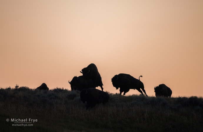 Young bison bulls tousling, Yellowstone NP, WY, USA