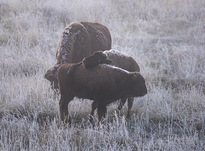 Bison calves roughhousing, Yellowstone NP, WY, USA
