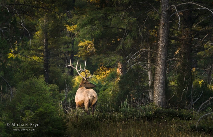 Forest elk, Yellowstone NP, WY, USA
