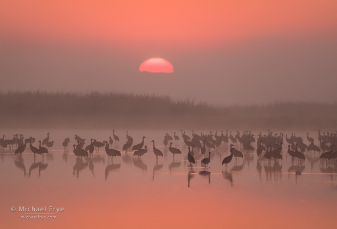 Sandhill cranes and a foggy sunrise, San Joaquin Valley, CA, USA