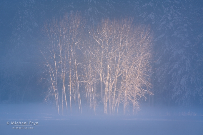 39. Cottonwoods in late-afternoon light, Yosemite NP, CA, USA