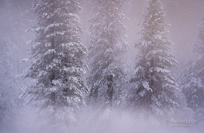 Pines with snow and fog, Yosemite NP, CA, USA