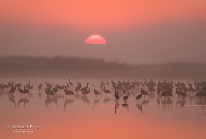 3. Sandhill cranes and a foggy sunrise, San Joaquin Valley, CA, USA