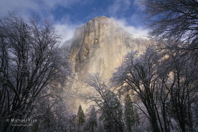 Oaks and El Capitan as a snowstorm clears, Yosemite NP, CA, USA