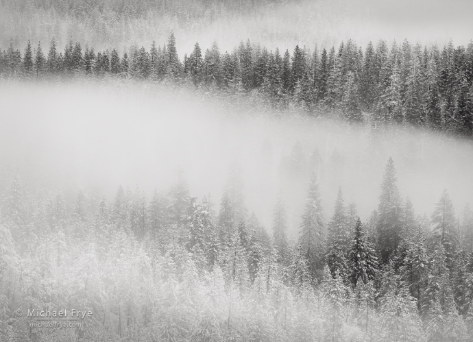 Fog-shrouded trees, winter, Yosemite NP, CA, USA