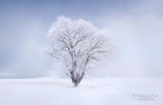 Frosted cottonwood, Mono Lake, CA, USA