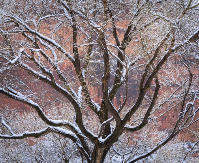 Cottonwood in snow, Zion NP, UT, USA