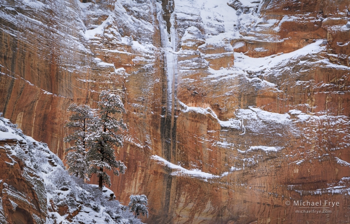 Pines, snow, sandstone, and ice, Zion NP, UT, USA