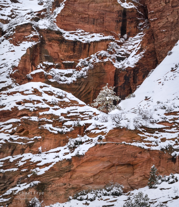 Pine and sandstone cliffs in snow, Zion NP, UT, USA