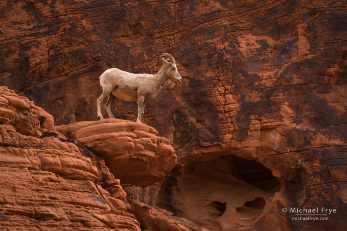 Bighorn sheep ewe perched on a sandstone outcrop, Valley of Fire SP, NV, USA