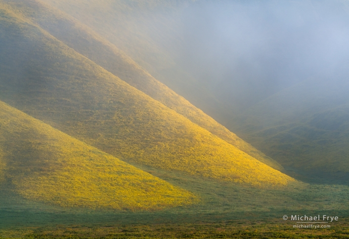 Fingers of yellow, Coast Ranges, CA, USA