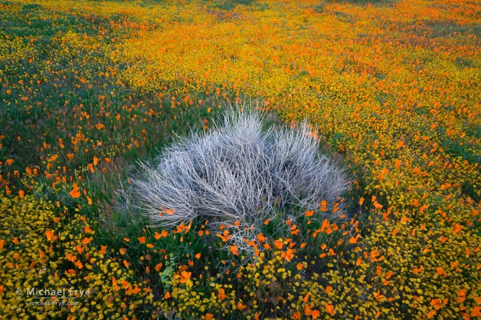 Shrub and wildflowers, Antelope Valley, CA, USA