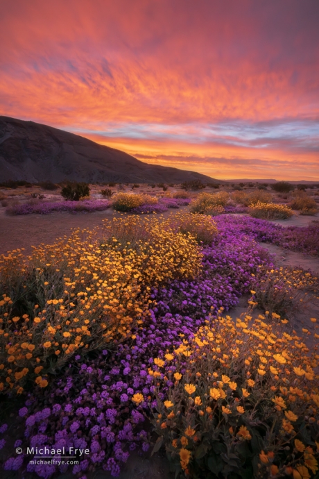 Wildflowers at sunrise, Anza-Borrego Desert SP, CA, USA