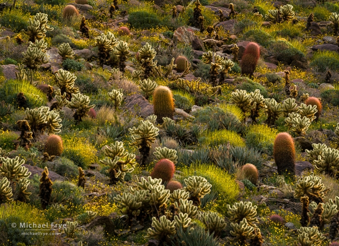 Cactus, brittlebush, and Parrish's poppies, Anza-Borrego Desert SP, CA, USA