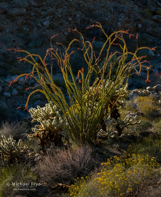 Ocotillo, chollas, and brittlebush, Anza-Borrego Desert SP, CA, USA