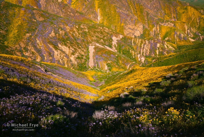 Flowers and tilted strata in the Central Coast ranges, CA, USA