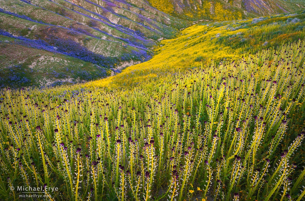 Wildflower Odysseys