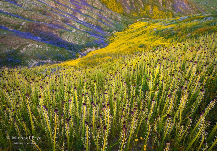 Desert candles above a flower-filled arroyo, Central Coast ranges, California, USA