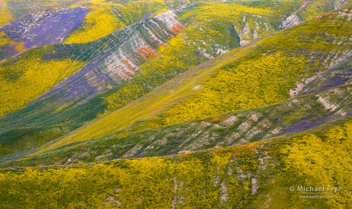 Flower-draped hillsides, Central Coast ranges, CA, USA