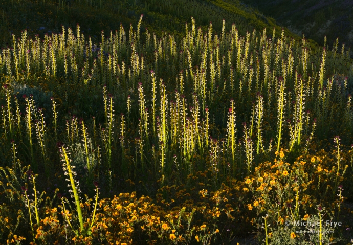 Desert candles and blazing stars, Central Coast ranges, CA, USA