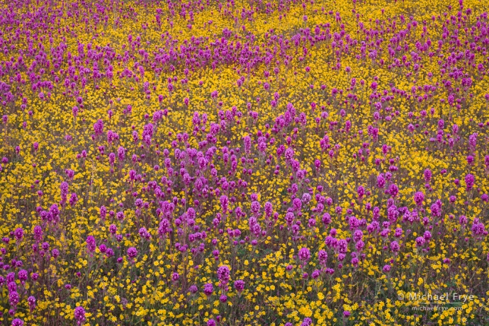 Owl's clover and goldfields, Central Coast ranges, California, USA