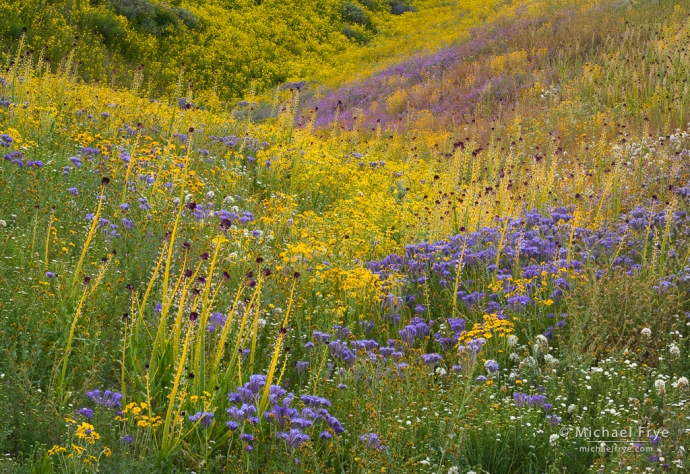 Wildflower array, Central Coast ranges, California, USA