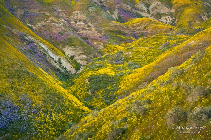 Flower-filled ravine, Central Coast ranges, California, USA