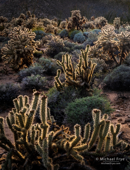 Cholla cactus garden, Anza-Borrego Desert SP, CA, USA