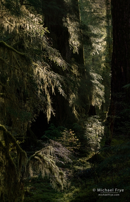 Light in the forest, Olympic NP, WA, USA