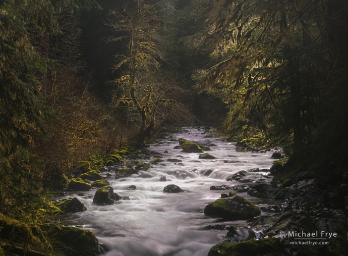 River through a rainforest, Olympic NP, WA, USA